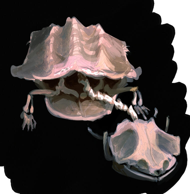 Turtle Skeleton